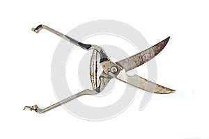 Obsolete and rusted gardener scissors isolated on white background , abstract textures backdrop