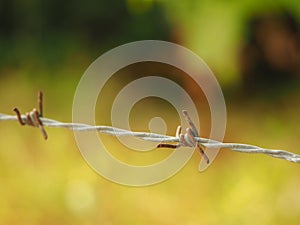 Obstacle symbol barbed wire fence against green background. Suffering, silent, lonely and freedom concept