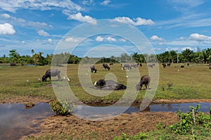 Obstinacy of asian water buffalo on the meadow farm land photo