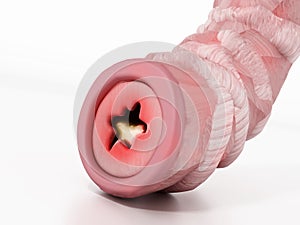 Obstructed bronchial tube illustration representing asthma. 3D illustration