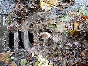 Obstructed sieve, wet leaves on the roadside