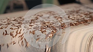 Obtaining seeds from the cones of spruce and pine