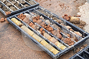 Obtaining soil samples in plastic box 2 photo