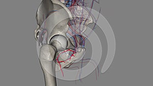 The obturator artery is a branch of the anterior division of the internal iliac artery