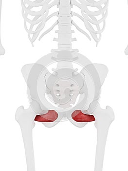 The Obturator Externus