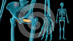 Obturator externus - 3D model