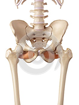 The obturator externus