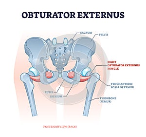 Obturator externus muscle location and hip skeletal structure outline diagram