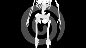 Obturator externus muscles on skeleton