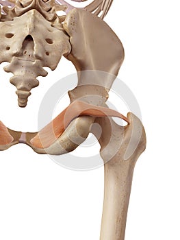 The obturator internus