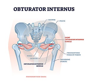 Obturator internus muscle with externus location near pelvis outline diagram photo
