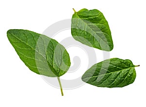 Obverse green and fresh leaves of oregano spice.