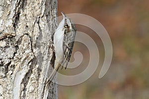 Obyknovennaya pishchukha Certhia familiarisa small bird jumps up and down the tree trunks in a spiral.