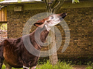 Ocapi or Okapia johnstoni, London zoo, UK