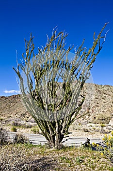 Ocatillo Cactus photo