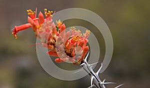 The Ocatillo cactus in bloom. photo