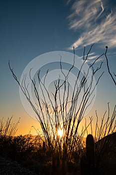 Ocatillo Streatches To The Sky At Sunset photo