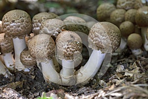 Agaricus bohusii is one of the most attractive of the Agaricus species - the true mushrooms, as some peoople call them photo