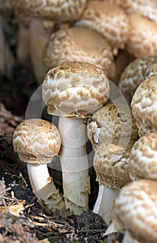 Agaricus bohusii is one of the most attractive of the Agaricus species - the true mushrooms, as some peoople call them photo
