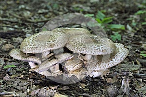 Agaricus bohusii is one of the most attractive of the Agaricus species - the true mushrooms, as some peoople call them photo