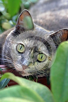 Occhi verdi di gatto