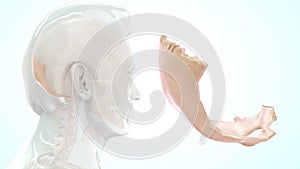 Human Skeleton Skull Bone - Occipital Bone photo