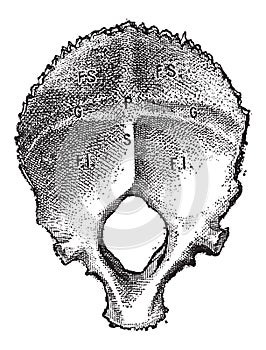 Occipital Bone, Human, vintage engraving photo