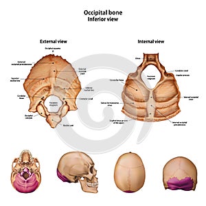 Occipital bone. With the name and description of all sites. photo