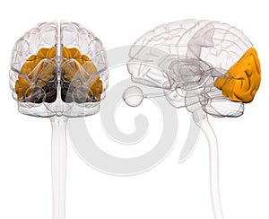 Occipital Brain Anatomy - 3d illustration photo