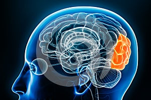 Occipital lobe of the cerebral cortex profile view close-up 3D rendering illustration. Human brain anatomy, neurology,