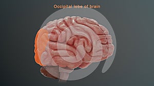 Occipital lobe of human brain