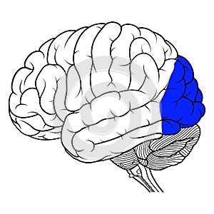 Occipital lobe of human brain anatomy side view flat photo