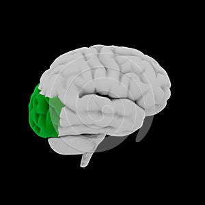 Occipital lobe photo