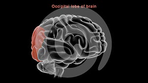 Occipital lobe of human brain photo