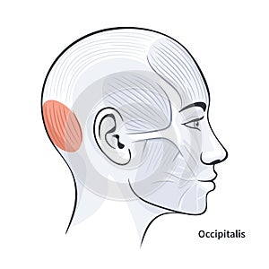 Occipitalis female facial muscles detailed anatomy vector illustration