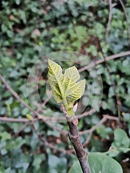 occitanie barely hatched fig leaf