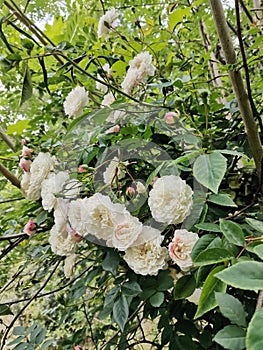 Occitanie cluster of old roses light roses in bloom