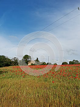 occitanie a farm surrounded by poppies