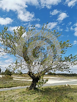 occitanie old almond tree at a crossroads