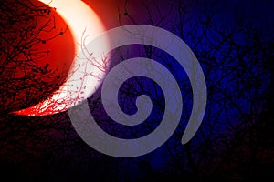 Occulture landscape silhouettes. Tree branches on deep red and blue sky background at night dusk time. Big horned moon raises over photo