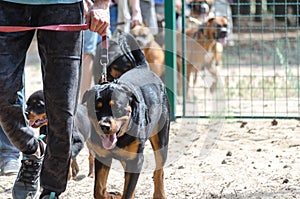 Occupation, dog training on a special platform. Classes with a dog handler. Preparing for the competition. Hot summer day