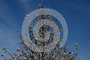 It occurs naturally in warmer locations, rather on limestone substrates. It is a relatively long-lived tree with high pollution re