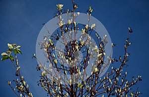 It occurs naturally in warmer locations, rather on limestone substrates. It is a relatively long-lived tree with high pollution re