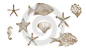 Ocean Animals Design. Watercolour Sea Life Shell illustration isolated on white background.