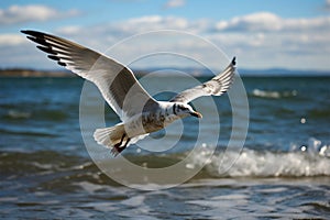 Ocean aviator Gull in flight, wings span over the sea