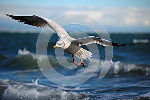 Ocean aviator Gull in flight, wings span over the sea