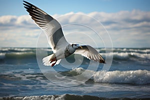 Ocean aviator Gull in flight, wings span over the sea