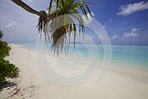 Ocean Beach Sand with Palm Tree