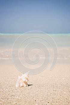 Ocean Beach and Shells on a Tropical Holiday