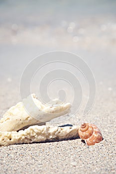 Ocean Beach and Shells on a Tropical Holiday